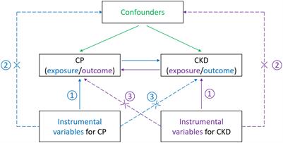 Causal Inference Between Chronic Periodontitis and Chronic Kidney Disease: A Bidirectional Mendelian Randomization Analysis in a European Population